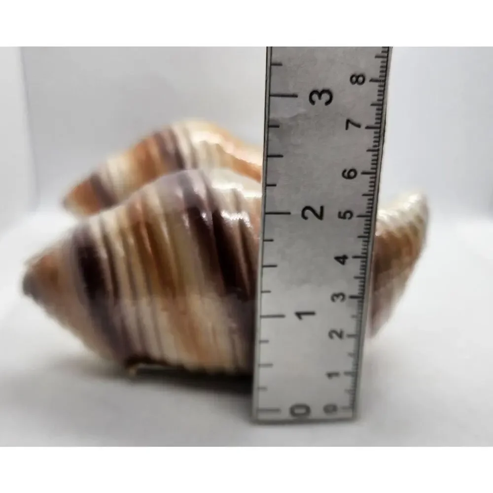 Set of 2 Citronella Scented Candles Ceramic Seashell Shell Decor New Wrapped